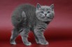 Клубные котята питомника"sweettoy", Москва (Фото)