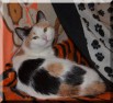 Кошка в добрые руки.Киска на счастье (Фото)