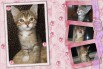 Маленький котик с самурайским характером ищет дом, Ростов-на-Дону (Фото)