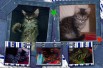 Матроскины (5 полосатиков сильной и средней пушистости)в поисках дяди Федора в Ростове (Фото)