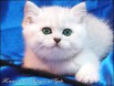 Британские котята Серебристые шиншиллы шоу-класс с изумрудными и синими глазками, Москва (Фото)
