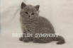 Продаются британские котята. Питомник "british symphony", Москва (Фото)