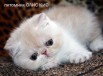 Плюшевые экзотические котята. Питомник ОЛИС КИС, Москва (Фото)
