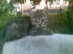 Игривые котята ищут дом, Ростов-на-Дону (Фото)