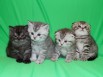 Шотландские вислоухие котята artsfamily Помёт П, Ростов-на-Дону (Фото)