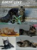 Котята мейн кун из питомника в Тольятти (Фото)
