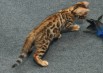 Котята бенгальские в Ханты-Мансийске (Фото)
