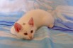 Белый котенок девочка - в дар. м.Сходненская (Фото)