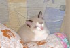 Котенок метис тайской породы в подарок (Фото)