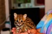 Котята азиатской леопардовой кошки из питомника, Норильск (Фото)