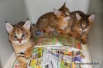 Зоопитомник. Котята камышового кота в Новороссийске (Фото)