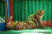 Зоопитомник. Котята кота-рыболова в Новороссийске (Фото)