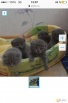 Отдам британских котят в добрые руки (Фото)