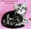 Британские котята черный мрамор на серебре из vivian. в Москве (Фото)