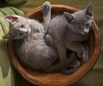 Продам котят русской голубой кошки, Санкт-Петербург (Фото)