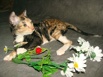 Гипоаллергенный породистый котёнок в Москве (Фото)