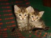 Котята в дар (Фото)