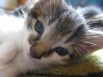 Подарю котенка. Отдам бесплатно котят 1,5 месяцев доброму и ответственному человеку домой, Санкт-Петербург (Фото)