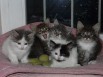 Отдаём в добрые руки очаровательных котят (Фото)