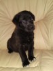 Щенки метисы лабрадора в дар. (Фото)