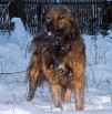 Кавказская овчарка в дар (Фото)