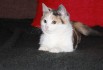Спокойный котенок в дар (Фото)