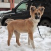 Щенок девочка в дар. (Фото)