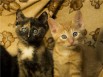 Котята разных окрасов, большой выбор - в дар, с доставкой (Фото)