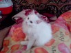 Котёнок в добрые руки! (Фото)