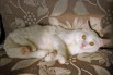 Белоснежная кошечка Ульяна в дар. (Фото)