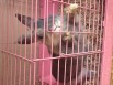 Пушистый кролик ушастик в дар (Фото)