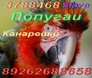 Ручные, говорящие попугаи, крупных, средних, малых видов. Канарейки продаю., Москва (Фото)