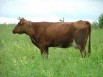 Нетеля и телки, Саратов (Фото)