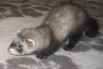 Щенок хорька (фретки) продам в г. Чебоксары (Фото)