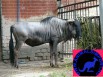 Продам молодняк Голубых гну, Архангельск (Фото)