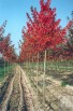 Продажа декоративных растений в Белгороде (Фото)