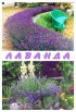 Продам лаванду, спирею, магонию, гибискус, Ивано-франковск (Фото)