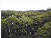 Оптовая продажа новогодней(живой) сосны с лесхоза в Пензе (Фото)