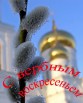 Продам вербу оптом по низким ценам в Москве и МО (Фото)