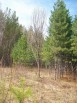 Продажа и посадка деревьев крупномеров в Москве (Фото)