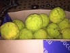 Продам плоды маклюры, Псков (Фото)