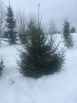 Живые ёлки с доставкой на дом, Кострома (Фото)