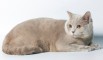 Скоттиш страйт котик - вязка скоттиш фолд кошек в Москве (Фото)