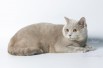 Шотландский короткошерстный кот - вязка вислоухих кошек в Москве (Фото)