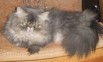 Вязка. Персидский кот приглашает кошечку на вязку., Москва (Фото)