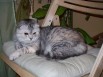 Ищем шотландского прямоухого кота для вязки, сторго шоколадного или черного окраса., Москва (Фото)