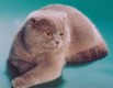 Для вязки шотланский вислоухий кот e..ch sir chipper. ember лилового окраса, Москва (Фото)