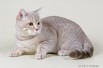 Международный Чемпион СТРАЙТ (лиловый тигр) приглашает кошек на вязку!, Санкт-Петербург (Фото)