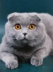 Шотландский вислоухий кот в Москве (Фото)