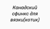 Канадский сфинкс для вязки(котик), Новосибирск (Фото)